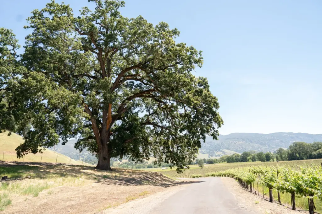 Nelson Family Vineyards. (Courtesy photo)