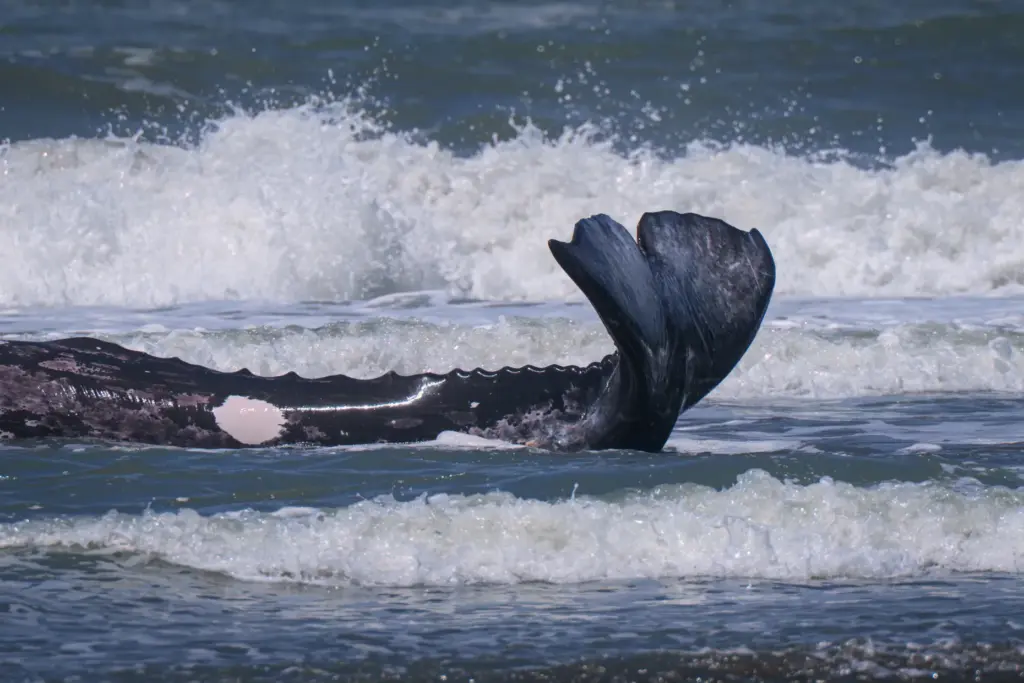 A 25-foot gray whale attempts to get back into the...