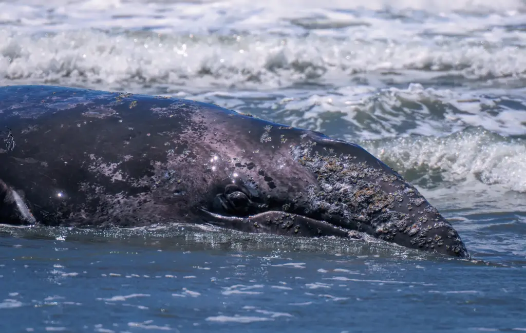 A 25-foot gray whale attempts to get back into the...
