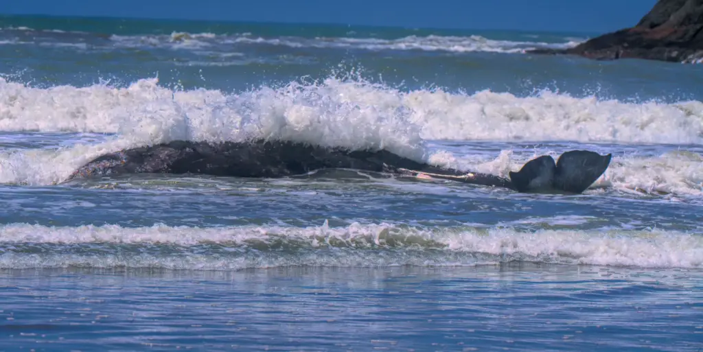 A 25-foot gray whale attempts to get back into the...
