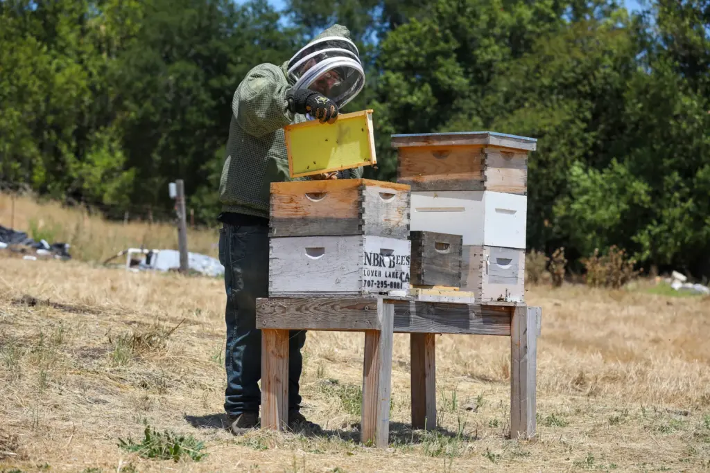 Don Merrill, owner of No Bull Beekeeping, performs a hive...