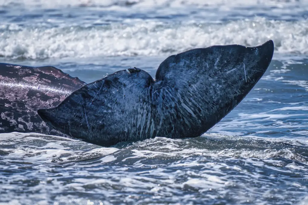 A 25-foot gray whale attempts to get back into the...