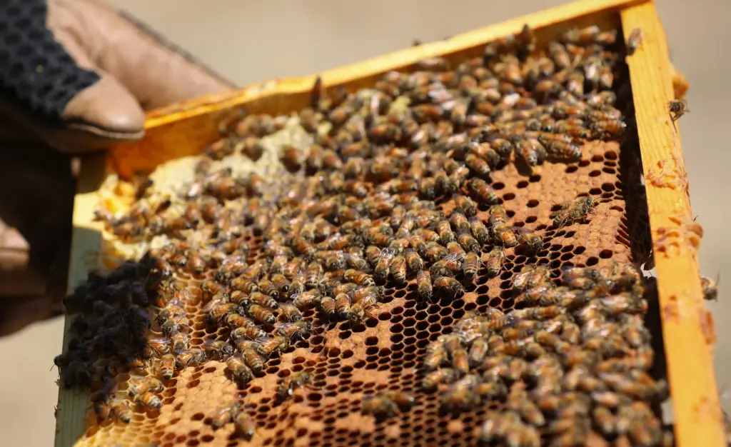 Don Merrill, owner of No Bull Beekeeping, inspects a hive...