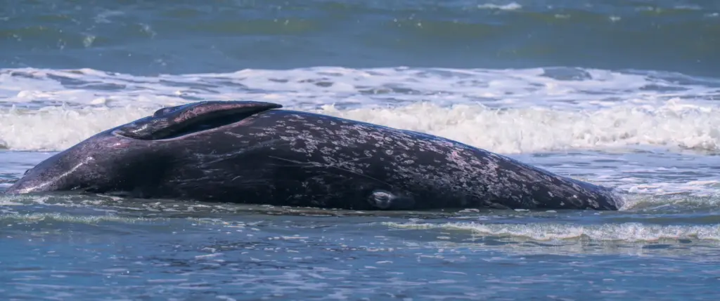 A 25-foot gray whale attempts to get back into the...