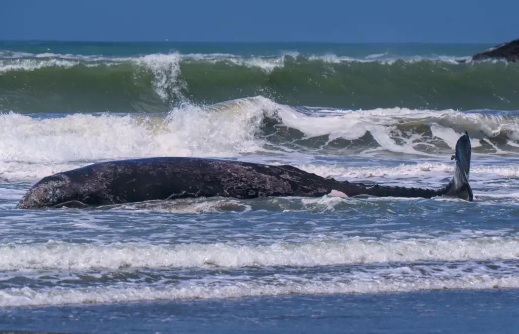 A 25-foot gray whale attempts to get back into the...