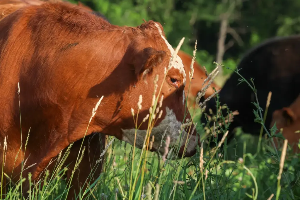 Angus cattle graze in fresh pastures at All Grass Farms...