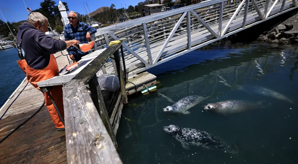 Vince Orisini of Bodega Bay, left, prepares to throw filleted...