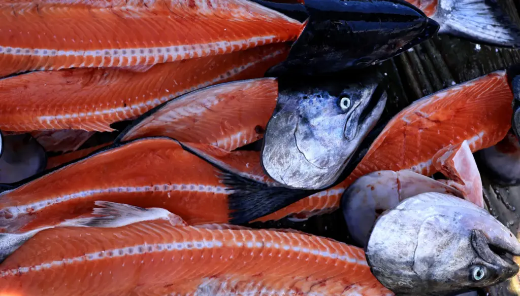 Filleted salmon at Porto Bodega, Friday, July 10, 2026, the...