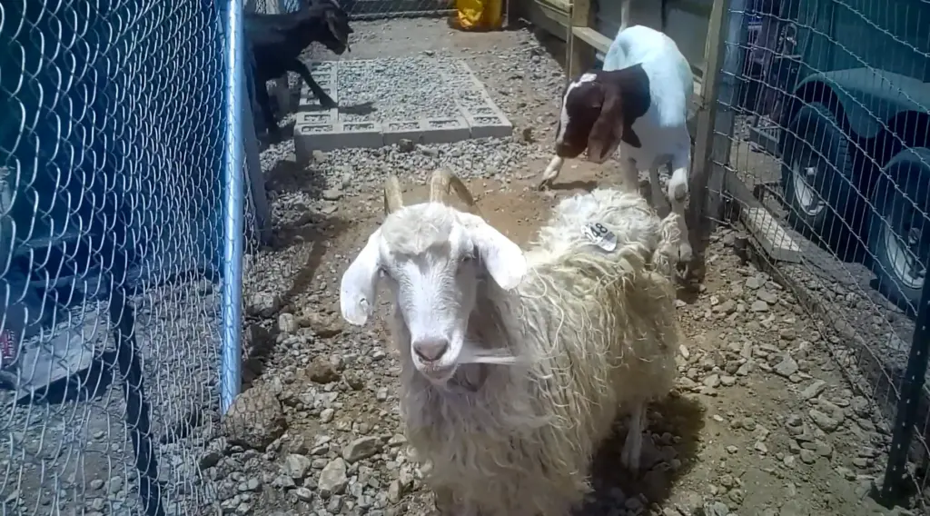 Goats being prepared for slaughter at Shahnawaz Ranch in Perris...