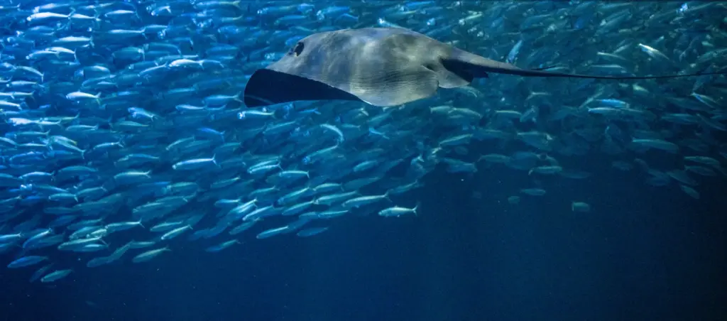 A pelagic stingray swims in the Open Sea exhibit at...