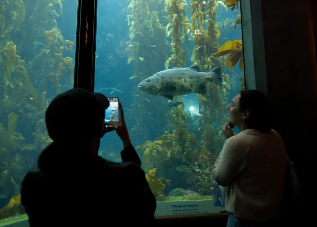 A visitor takes a photo of a giant sea bass...