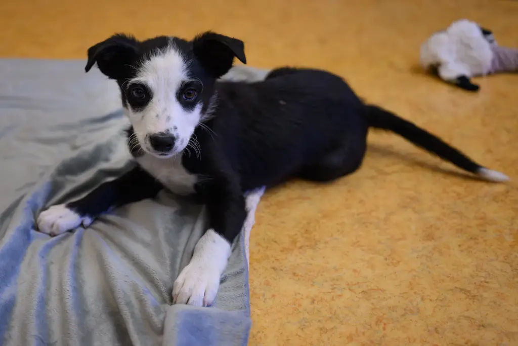 A puppy plays while at the East Bay SPCA in...