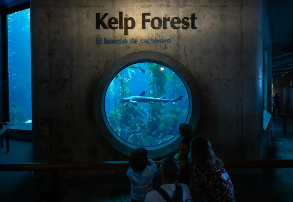 Visitors view a leopard shark through a round window at...