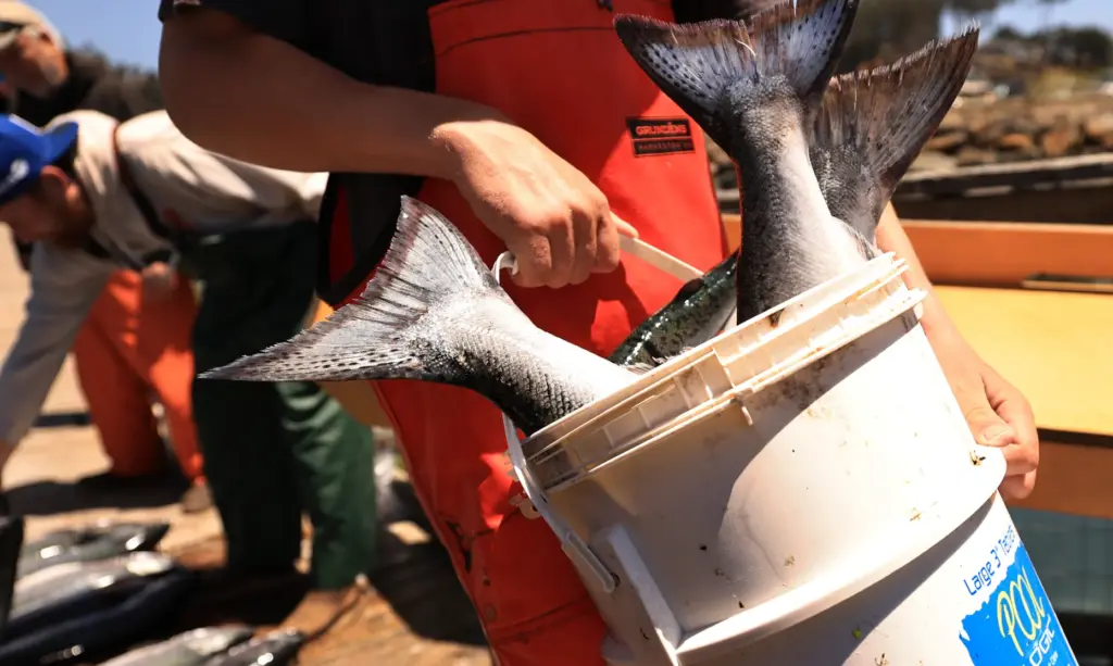 Salmon to be cleaned at Porto Bodega, Friday, July 10,...