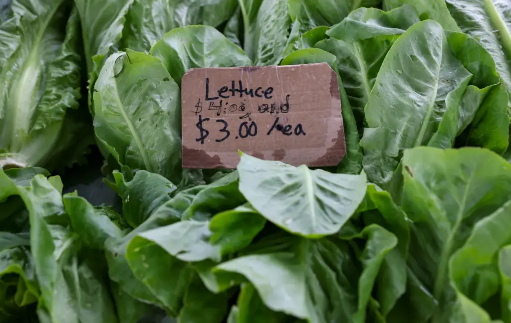Lettuce for sale in the Alexander Family Farm stall at...