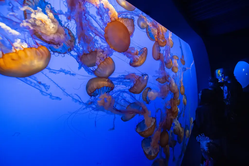 Sea nettle jellyfish float through their exhibit at the Monterey...