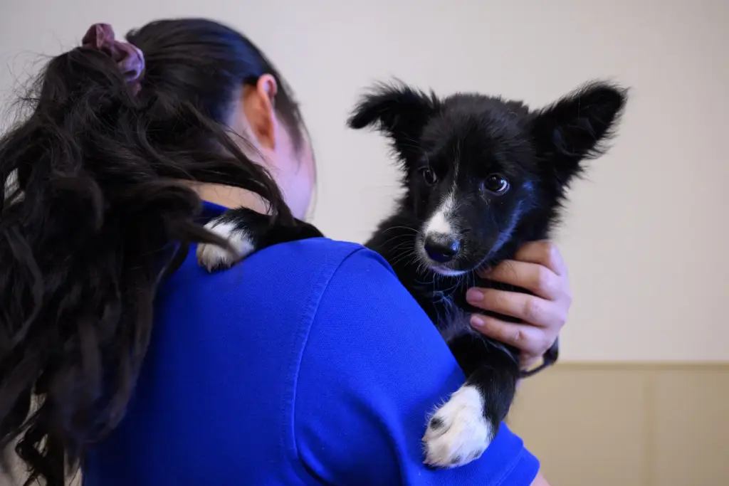 SPCA employee Jovana Perez carries a puppy while at the...