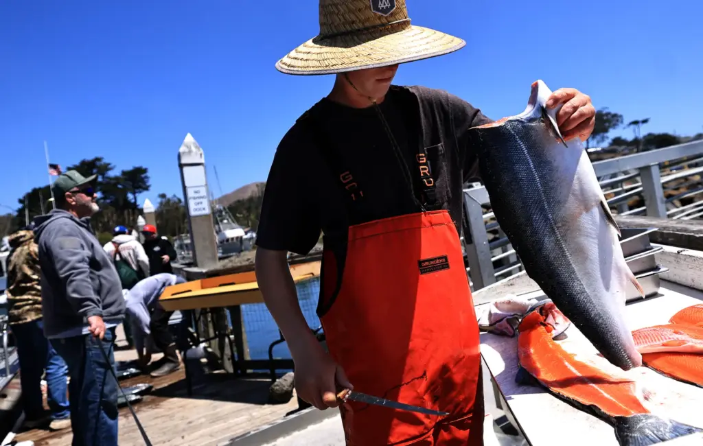 Liam Hustrulid filets a salmon at Porto Bodega, Friday, July...