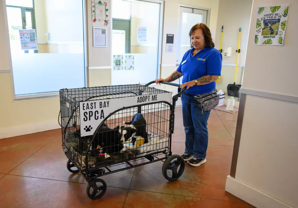 SPCA employee Bettina West pushes a crate with puppies while...
