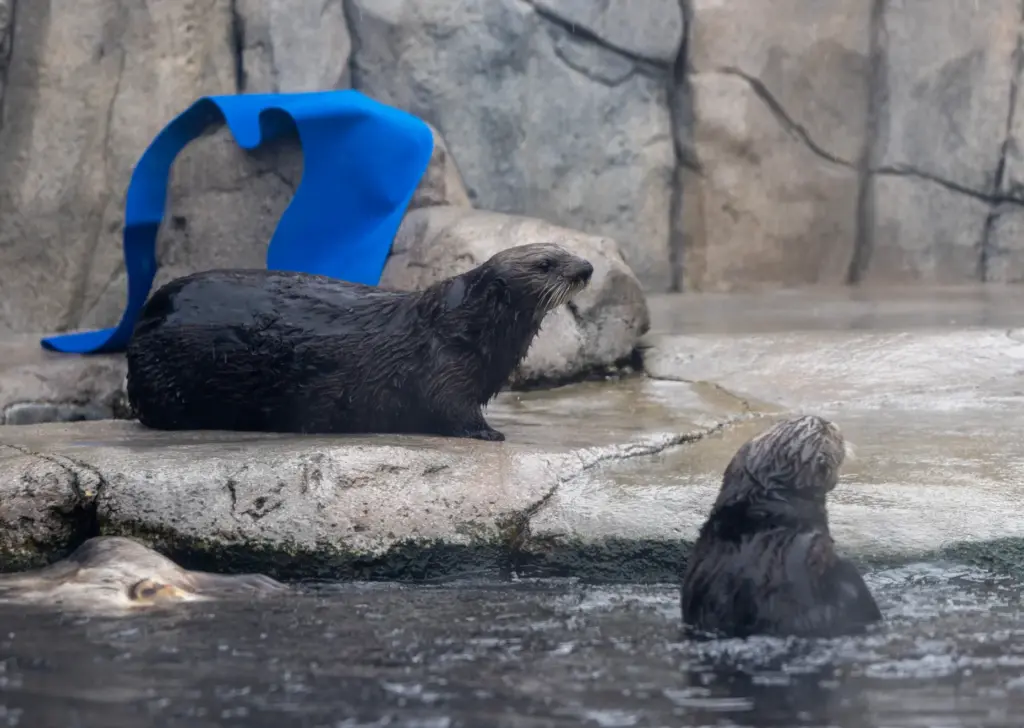 Sea otters play and their exhibit at the Monterey Bay...