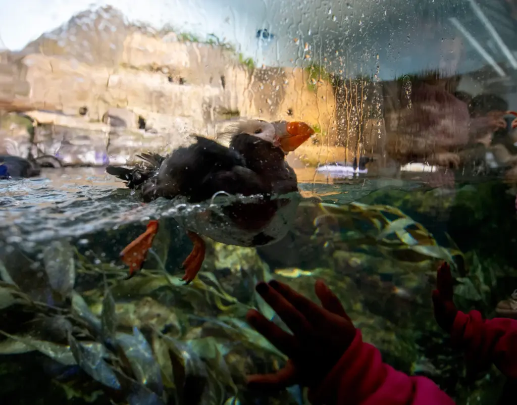 A puffin swims in an enclosure in the Open Sea...