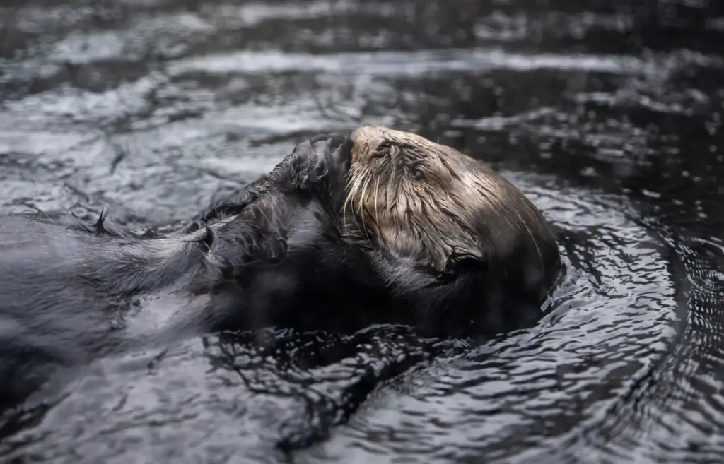 A sea otter enjoys a snack at the Monterey Bay...