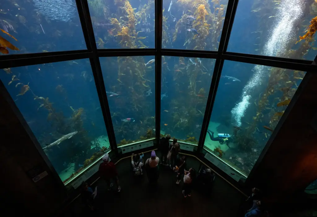 Visitors gaze at the sea life in the Kelp Forest...