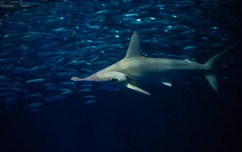 A scalloped hammerhead shark swims in the Open Sea exhibit...