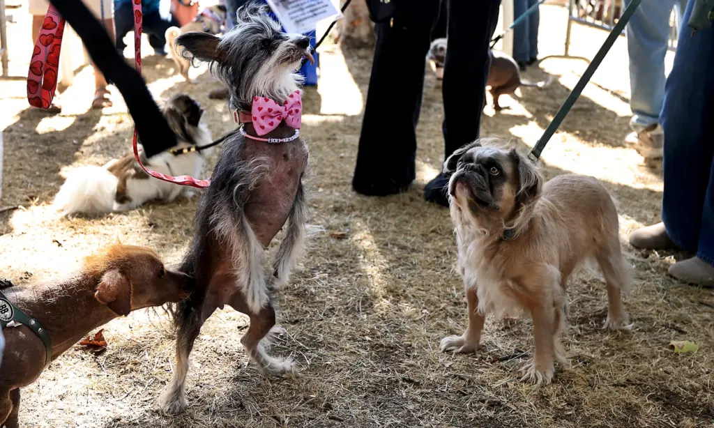 Clara, a 12-year-old Chinese Crested, who resides in Poland with...