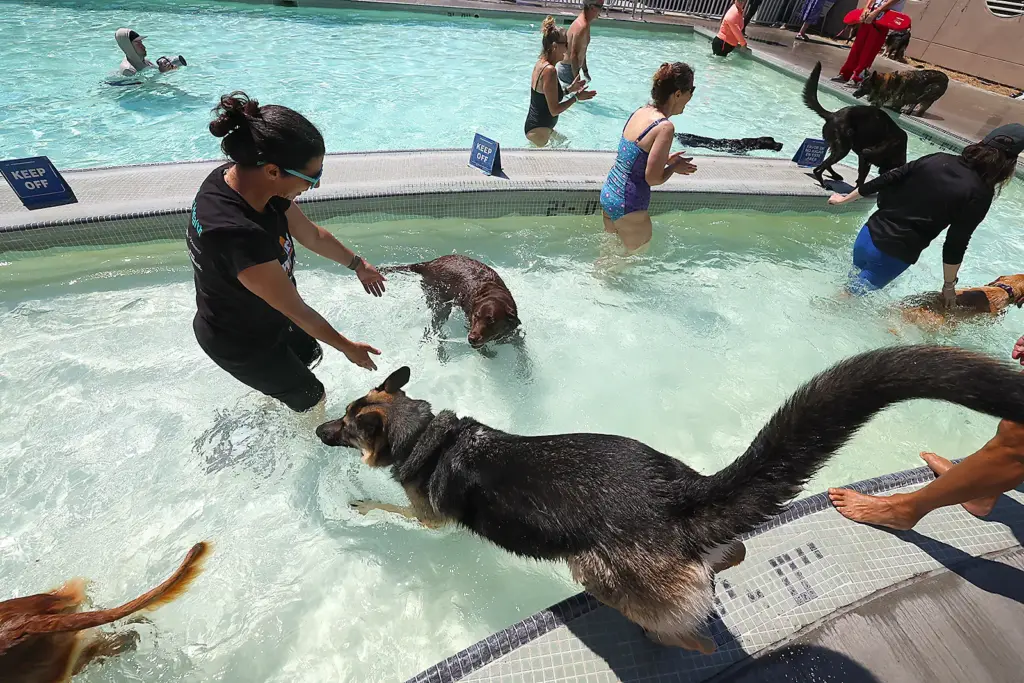 A pooch leaps into the pool at Saturdayâs dog pool...