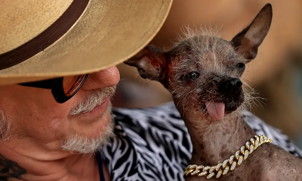 Owner Christopher Wonder holds Little Prince, his entry in to...