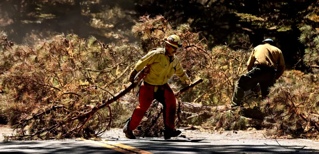 Crews buck a felled tree over Highway 1 in the...