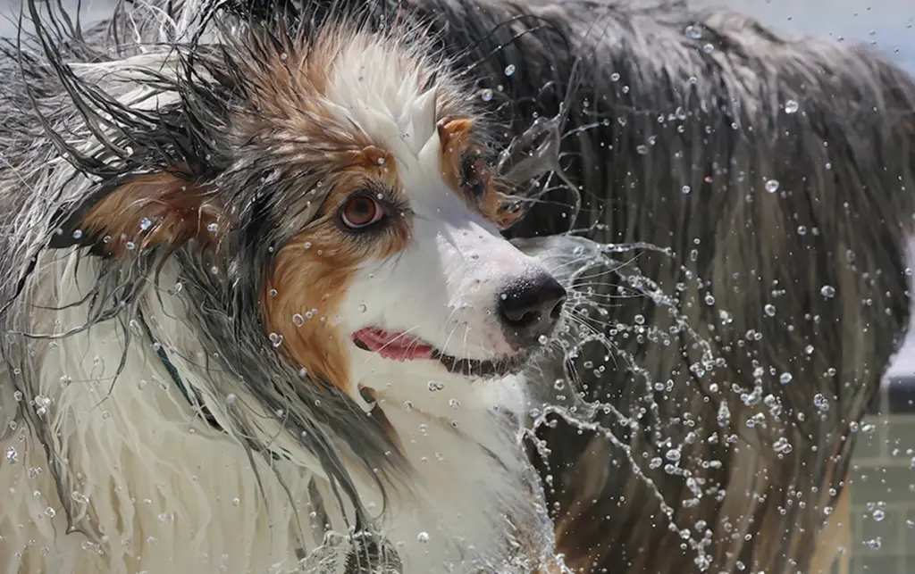 11th Annual Parks & Rex Dog Pool Party at Simpkins...
