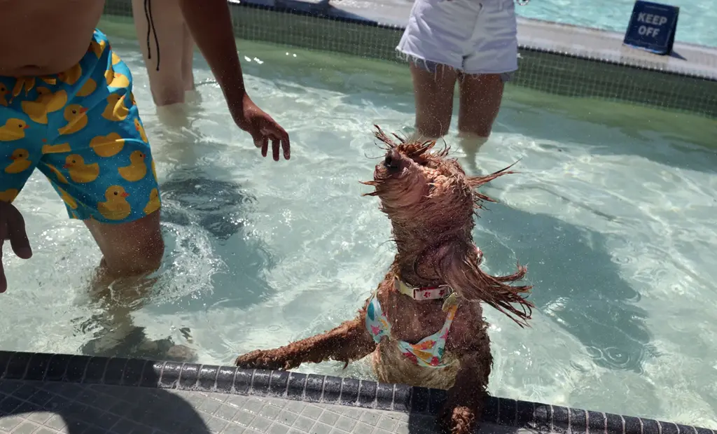 11th Annual Parks & Rex Dog Pool Party at Simpkins...