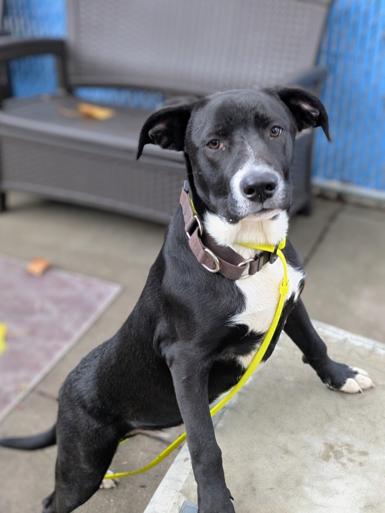 Pisco’s microchip was found during the second warrant served at...