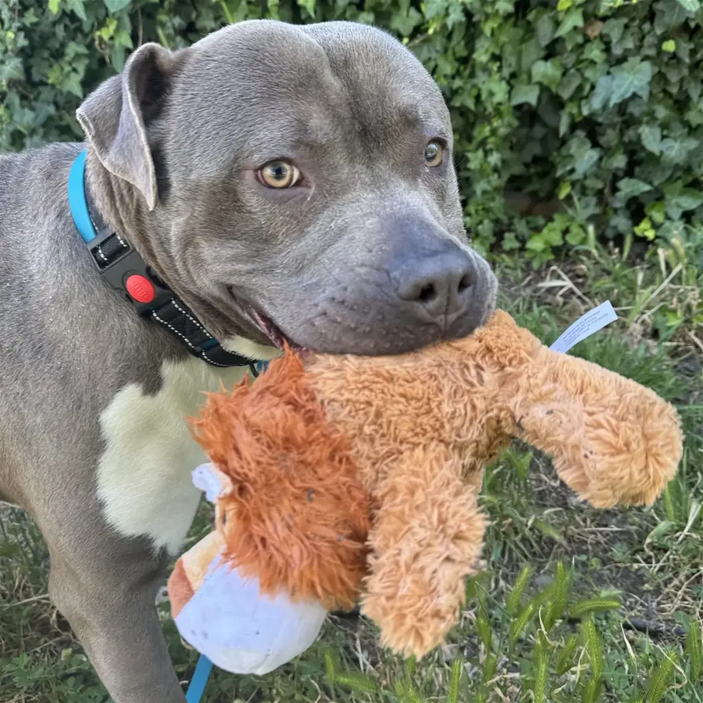 Wallaby was one of the dogs whose microchips were found...
