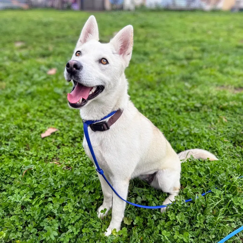 Mai was one of the dogs whose microchips were found...