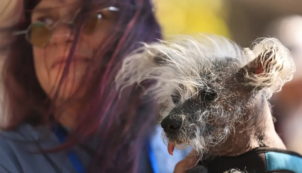 Held by owner Linda Elmquist, Scooter the dog prepares to...