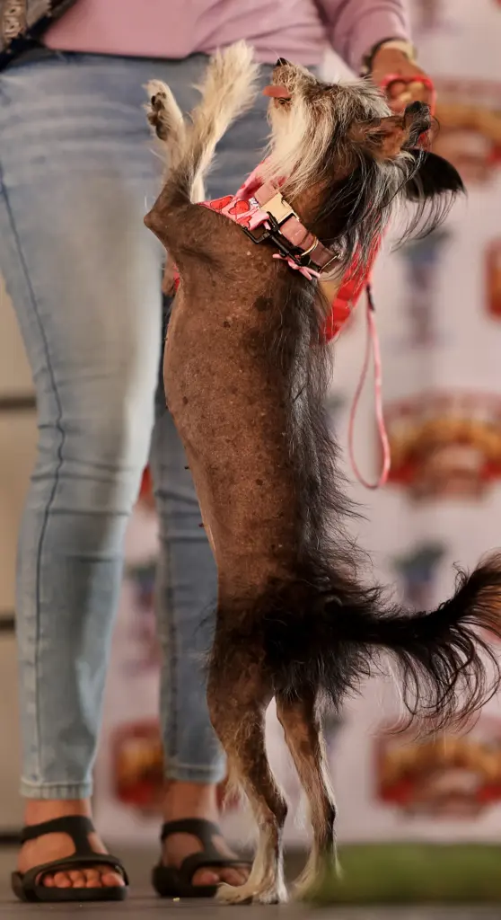 Clara, a 12-year-old Chinese Crested, who resides in Poland with...