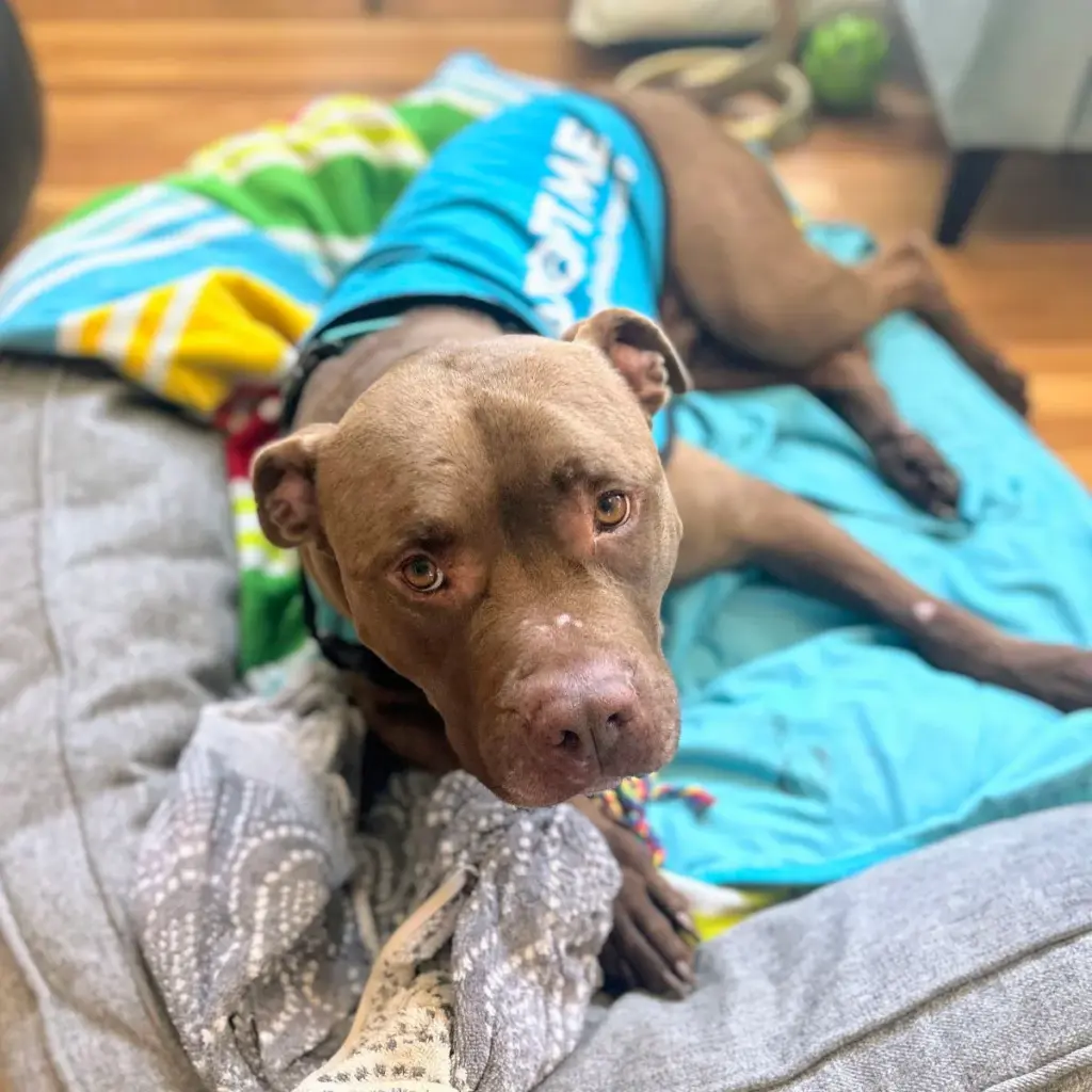 Weffy was one of the dogs whose microchips were found...