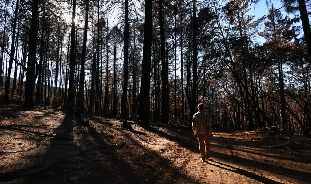 Biologist Jeff Alvarez strolls through the Cleary Reserve which burned...
