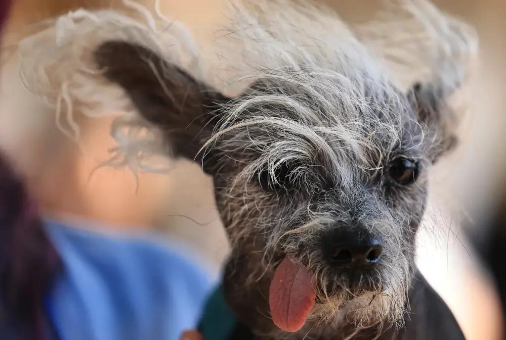 Scooter the dog prepares to compete in the World’s Ugliest...