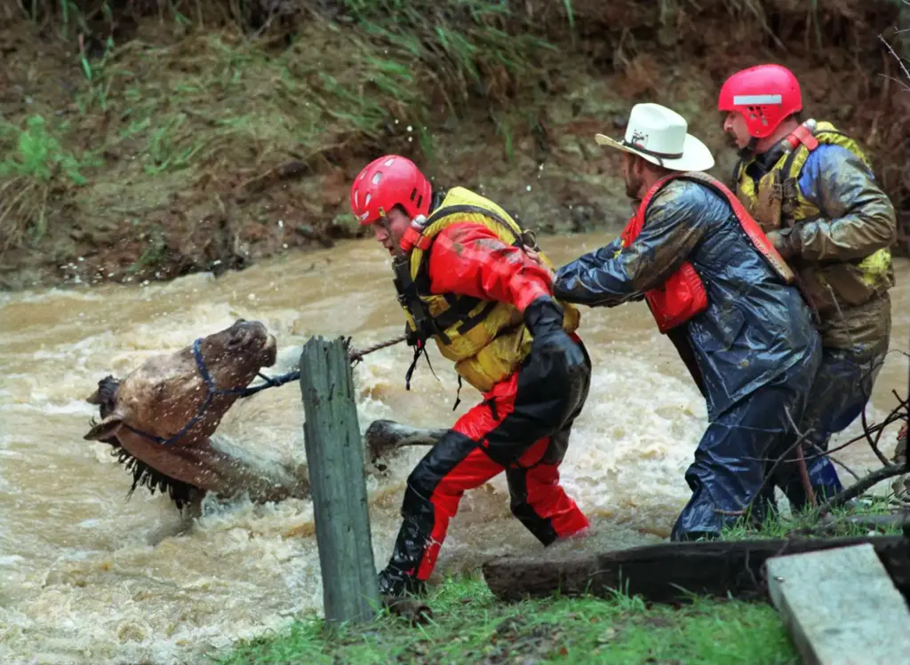 Kachina, a 15-year-old appaloosa, is nearly swept down stream in...