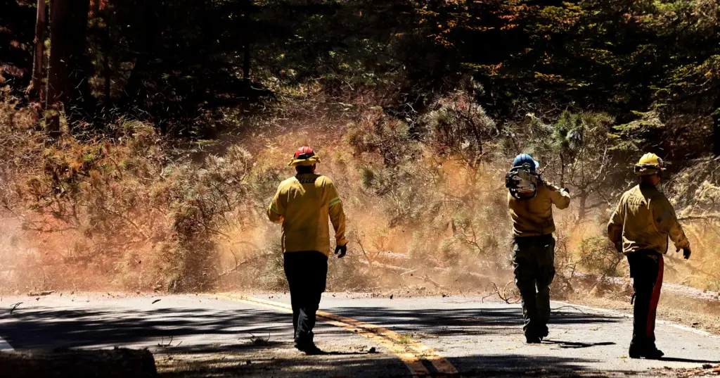 Dust and pollen fly as a fire-damaged Bishop pine is...