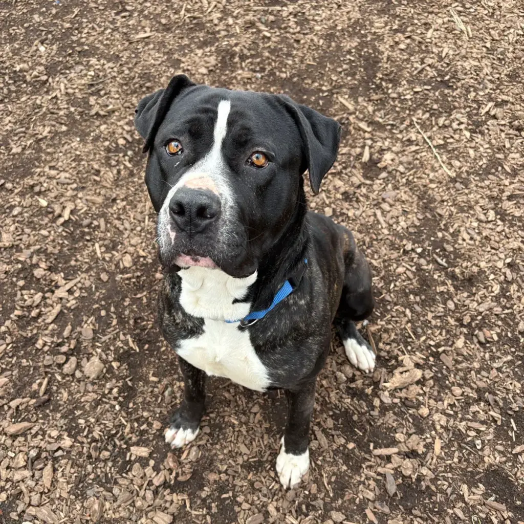 Serene was one of the dogs whose microchips were recovered...