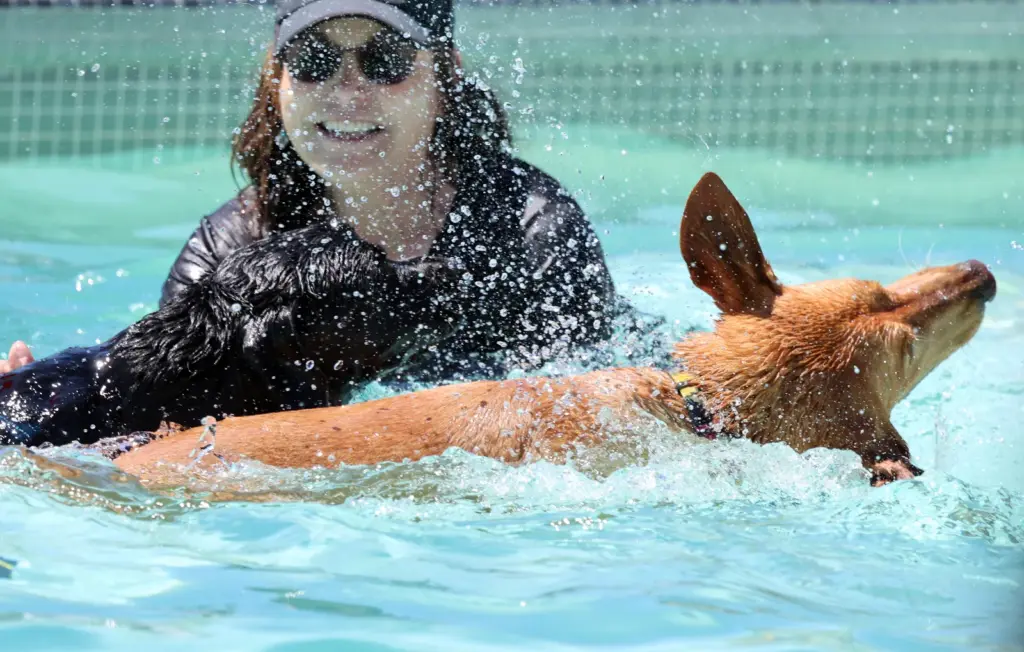 11th Annual Parks & Rex Dog Pool Party at Simpkins...
