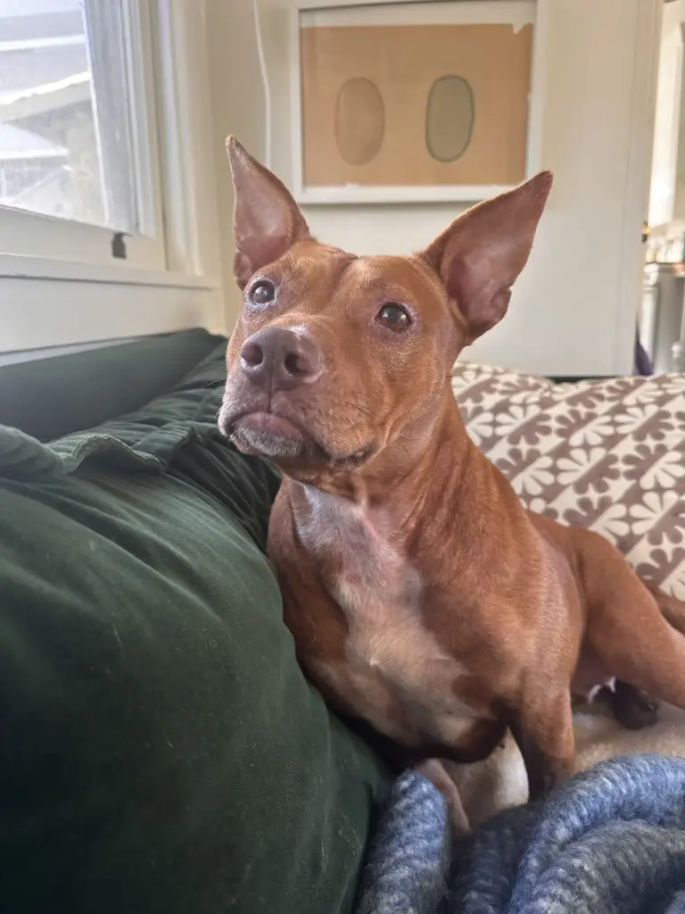 Corvette was one of the dogs whose microchips were found...