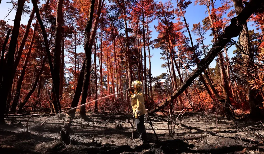With a canopy of red Bishop pines coated with air...