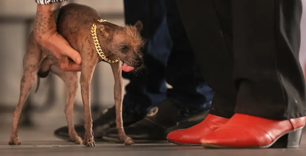 Owner Christopher Wonder hoists his pooch Little Prince after parading...