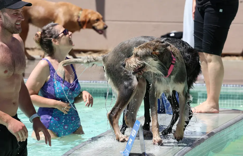 11th Annual Parks & Rex Dog Pool Party at Simpkins...